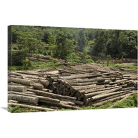 Logs in logging area, Danum Valley Conservation Area, Borneo, Malaysia-Canvas Art-30"x20"