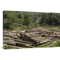 Logs in logging area, Danum Valley Conservation Area, Borneo, Malaysia-Canvas Art-36"x24"