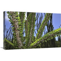 Madagascan Ocotillo, Spiny Forest, Berenty Private Reserve, Madagascar-Canvas Art-30"x20"