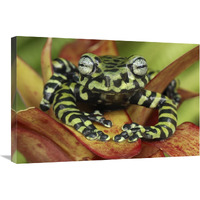 Tiger"s Treefrog on bromeliad, new species discovered in 2007, Colombia-Canvas Art-30"x20"