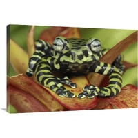 Tiger"s Treefrog on bromeliad, new species discovered in 2007, Colombia-Canvas Art-36"x24"