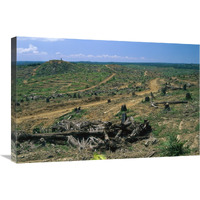 Rainforest deforestation for oil palm plantation, Sabah, Borneo, Malaysia-Canvas Art-30"x20"