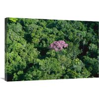 Pink flowering tree in rainforest canopy, Canaima National Park, Venezuela-Canvas Art-36"x24"