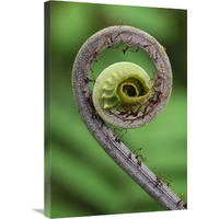 Young rolled-up fern fiddlehead, Braulio Carrillo National Park, Costa Rica-Canvas Art-20"x30"