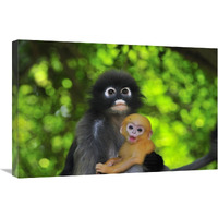 Dusky Leaf Monkey mother with baby, Khao Sam Roi Yot National Park, Thailand-Canvas Art-30"x20"