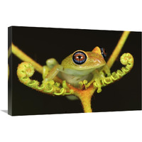 Green Bright-eyed Frog on a fern, Andasibe-Mantadia National Park, Madagascar-Canvas Art-30"x20"