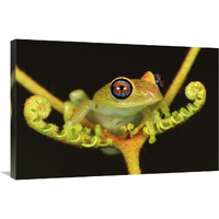 Green Bright-eyed Frog on a fern, Andasibe-Mantadia National Park, Madagascar-Canvas Art-36"x24"