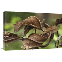 Fantastic Leaf-tail Gecko mimicking leaves, Andasibe-Mantadia National Park, Madagascar-Canvas Art-30&quotx20"