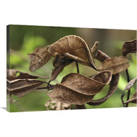 Fantastic Leaf-tail Gecko mimicking leaves, Andasibe-Mantadia National Park, Madagascar-Canvas Art-36&quotx24"