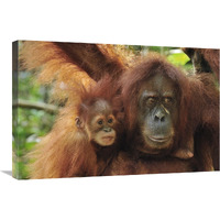 Sumatran Orangutan mother with young, Gunung Leuser National Park, northern Sumatra, Indonesia-Canvas Art-30&quotx20"