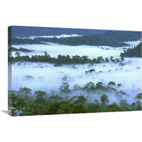 Canopy of lowland rainforest at dawn with fog, Danum Valley Conservation Area, Borneo, Malaysia-Canvas Art-30"x20"