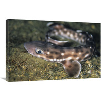 Coral Catshark, Lembeh Strait, Sulawesi, Indonesia-Canvas Art-30"x20"