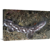 Coral Catshark , Lembeh Island, Sulawesi, Indonesia-Canvas Art-30"x20"