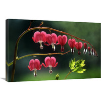 Bleeding Heart flowers-Canvas Art-30"x20"