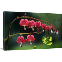 Bleeding Heart flowers-Canvas Art-36&quotx24"