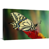 Oldworld Swallowtail side view, Europe-Canvas Art-30"x20"