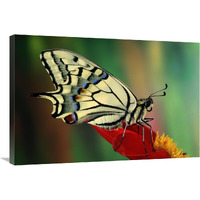 Oldworld Swallowtail side view, Europe-Canvas Art-36"x24"