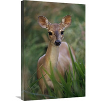 Marsh or Swamp Deer portrait, Pantanal ecosystem, Brazil-Canvas Art-20"x30"