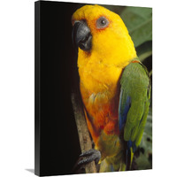 Yellow-faced Parrot portrait, threatened, southern Brazil-Canvas Art-20"x30"