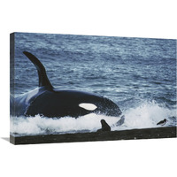 Orca hunting South American Sea Lion group by beaching itself, Peninsula Valdez, Argentina-Canvas Art-30&quotx20"