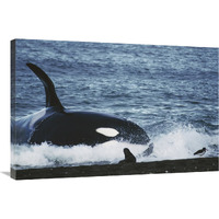 Orca hunting South American Sea Lion group by beaching itself, Peninsula Valdez, Argentina-Canvas Art-36"x24"