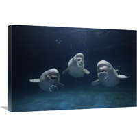 Beluga whale trio blowing toroidal bubble rings, Shimane Aquarium, Japan-Canvas Art-30"x20"