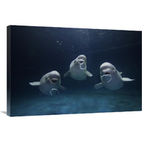 Beluga whale trio blowing toroidal bubble rings, Shimane Aquarium, Japan-Canvas Art-36"x24"