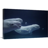 Beluga whale trio blowing toroidal bubble rings, Shimane Aquarium, Japan-Canvas Art-30&quotx20"