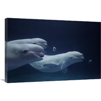 Beluga whale trio blowing toroidal bubble rings, Shimane Aquarium, Japan-Canvas Art-36"x24"