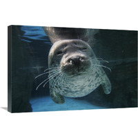 Spotted Seal, Japan-Canvas Art-30"x20"