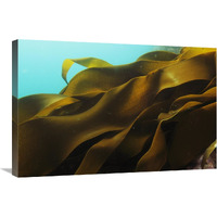 Ribbon Kelp, Antarctica-Canvas Art-30"x20"