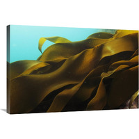 Ribbon Kelp, Antarctica-Canvas Art-36&quotx24"