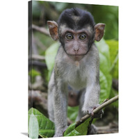 Long-tailed Macaque baby, Saba, Malaysia-Canvas Art-20&quotx30"