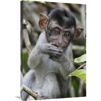 Long-tailed Macaque baby, Saba, Malaysia-Canvas Art-20"x30"