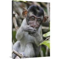 Long-tailed Macaque baby, Saba, Malaysia-Canvas Art-24"x36"