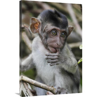 Long-tailed Macaque baby, Saba, Malaysia-Canvas Art-24"x36"