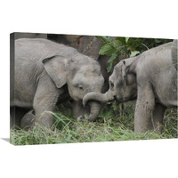 Asian Elephant young playing, Saba, Malaysia-Canvas Art-30"x20"