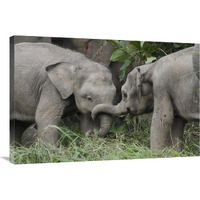 Asian Elephant young playing, Saba, Malaysia-Canvas Art-36&quotx24"