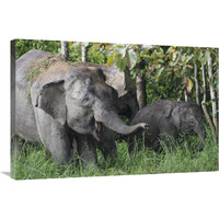 Asian Elephant mother and baby, Saba, Malaysia-Canvas Art-36"x24"