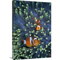 Clown Anemonefish pair in sea anemone tentacles-Canvas Art-20"x30"