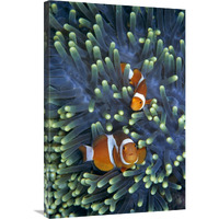 Clown Anemonefish pair in sea anemone tentacles-Canvas Art-24"x36"