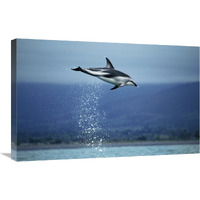 Dusky Dolphin leaping out of water, New Zealand-Canvas Art-30"x20"