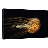 Northern Sea Nettle Jellyfish northern Pacific Ocean-Canvas Art-36"x24"