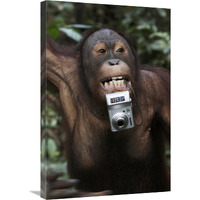 Orangutan with tourist"s camera, Malaysia, Saba, Borneo-Canvas Art-20"x30"