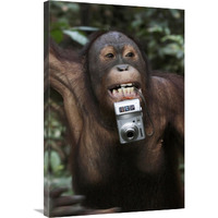 Orangutan with tourist"s camera, Malaysia, Saba, Borneo-Canvas Art-24"x36"