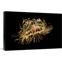 Flower Hat Jelly, native to Brazil, Argentina and Japan-Canvas Art-30"x20"