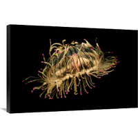 Flower Hat Jelly, native to Brazil, Argentina and Japan-Canvas Art-36"x24"