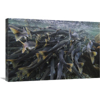 Pink Salmon spawning mass, Prince William Sound, Alaska-Canvas Art-30"x20"