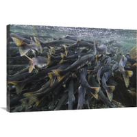 Pink Salmon spawning mass, Prince William Sound, Alaska-Canvas Art-36"x24"