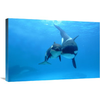 Orca mother and newborn baby, Sea World, Kamogawa, Japan-Canvas Art-30"x20"